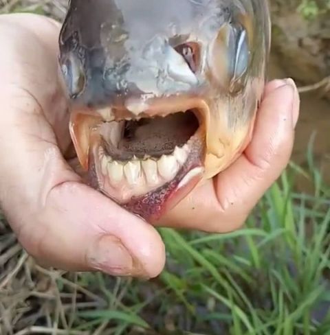 农村小伙沟里抓获的鲫鱼还长有牙齿,你们见过吗?