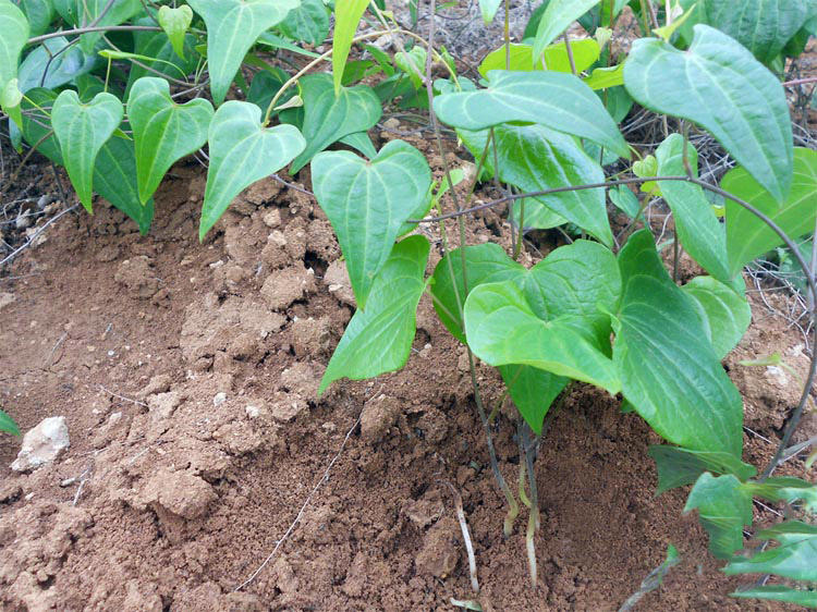 山间的一株野藤子,20年前满山都是,如今却很稀罕,干货12一斤