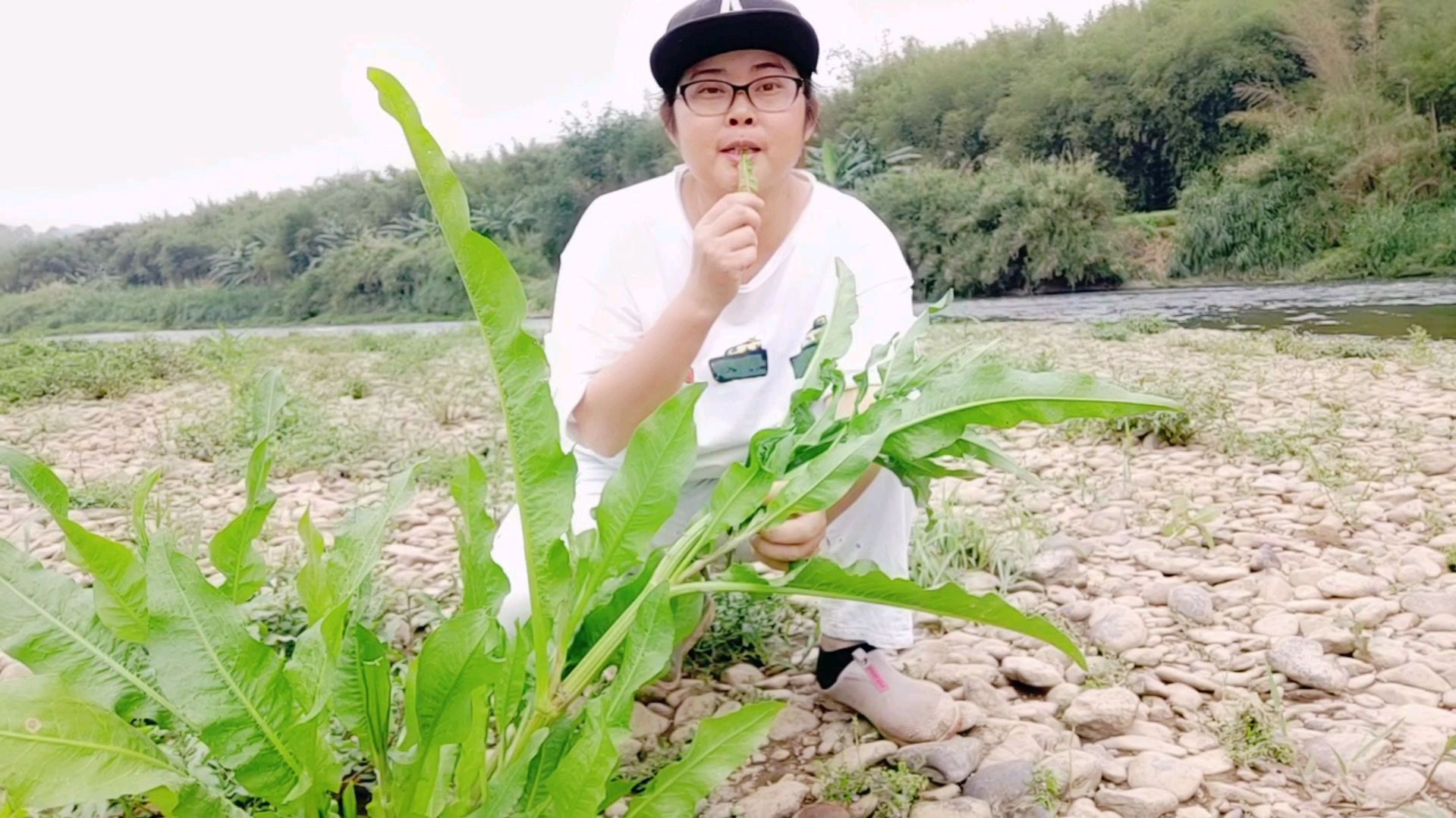 野生菠菜你没吃过吧?生吃熟吃凉拌吃都开胃下饭,来认识一下