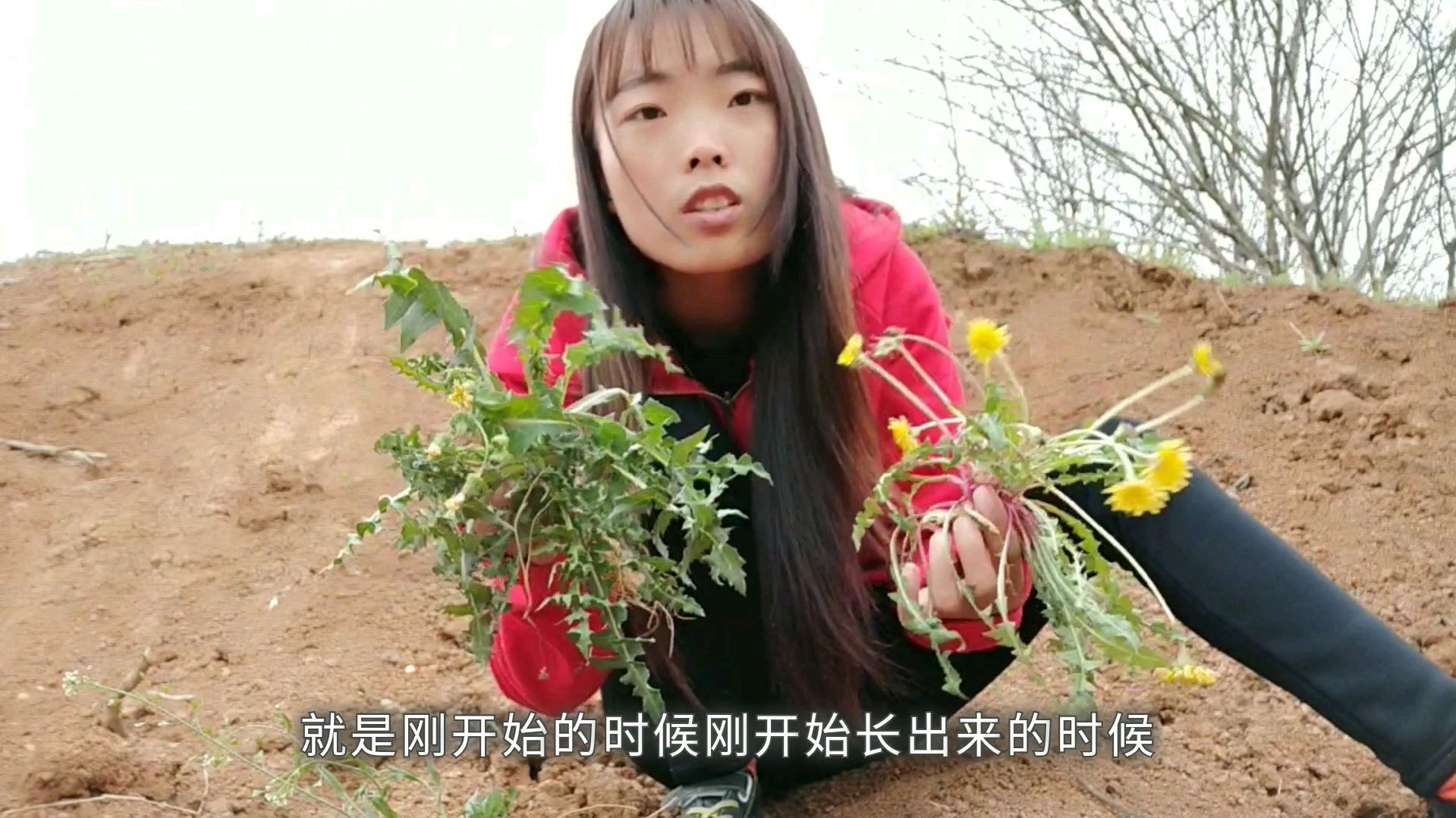 蒲公英长什么样?怎么分辨,来看这里,小鱼:大家不要弄错了