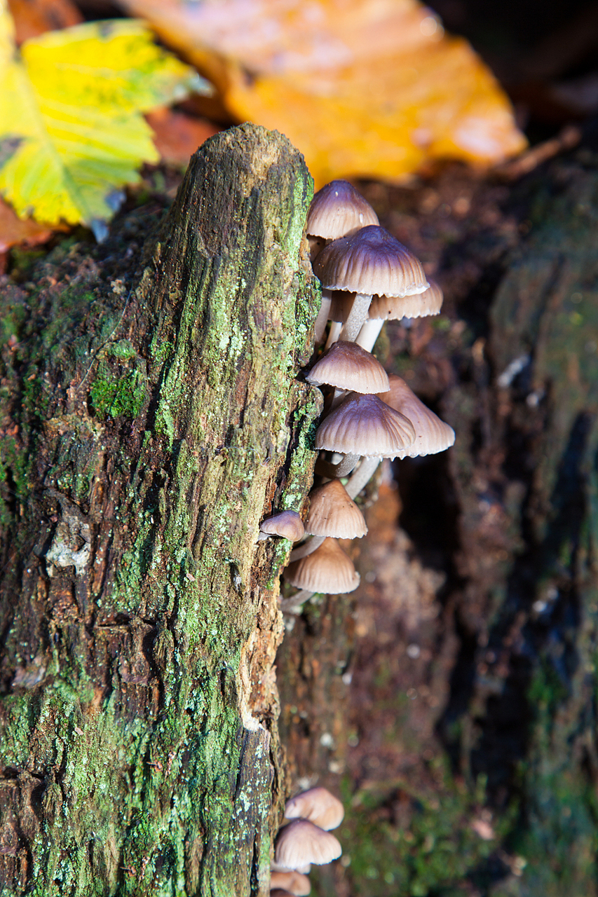 珍稀黑柄炭角菌,营养丰富且药用价值极高!滋养身体,抗衰老还能抗癌.