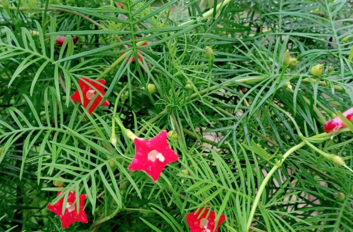 这花原来叫莺萝,地栽效果好,一长一大丛!