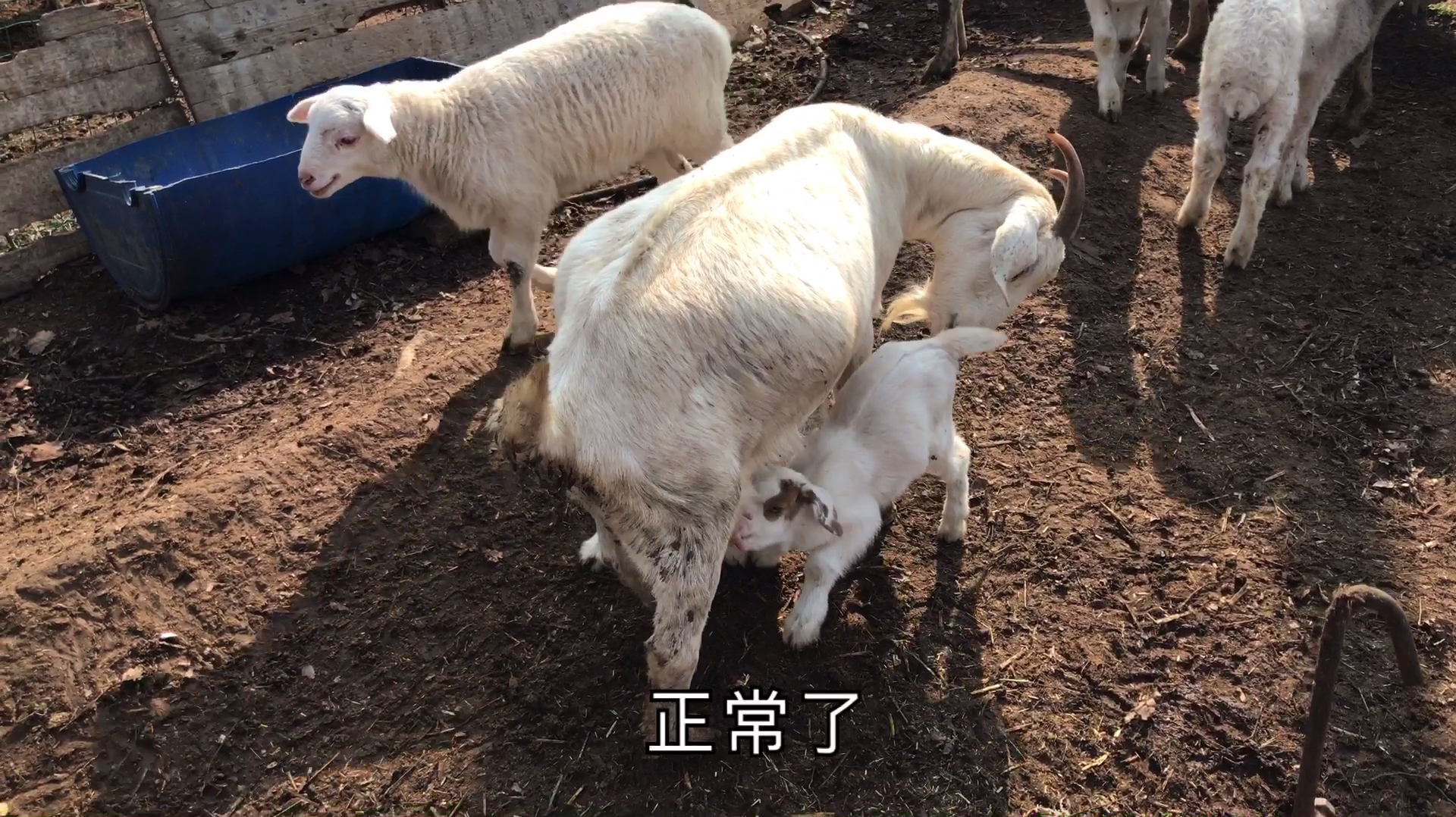 母羊产后不吃草怎么办?看小伙用什么办法把它调理好的?