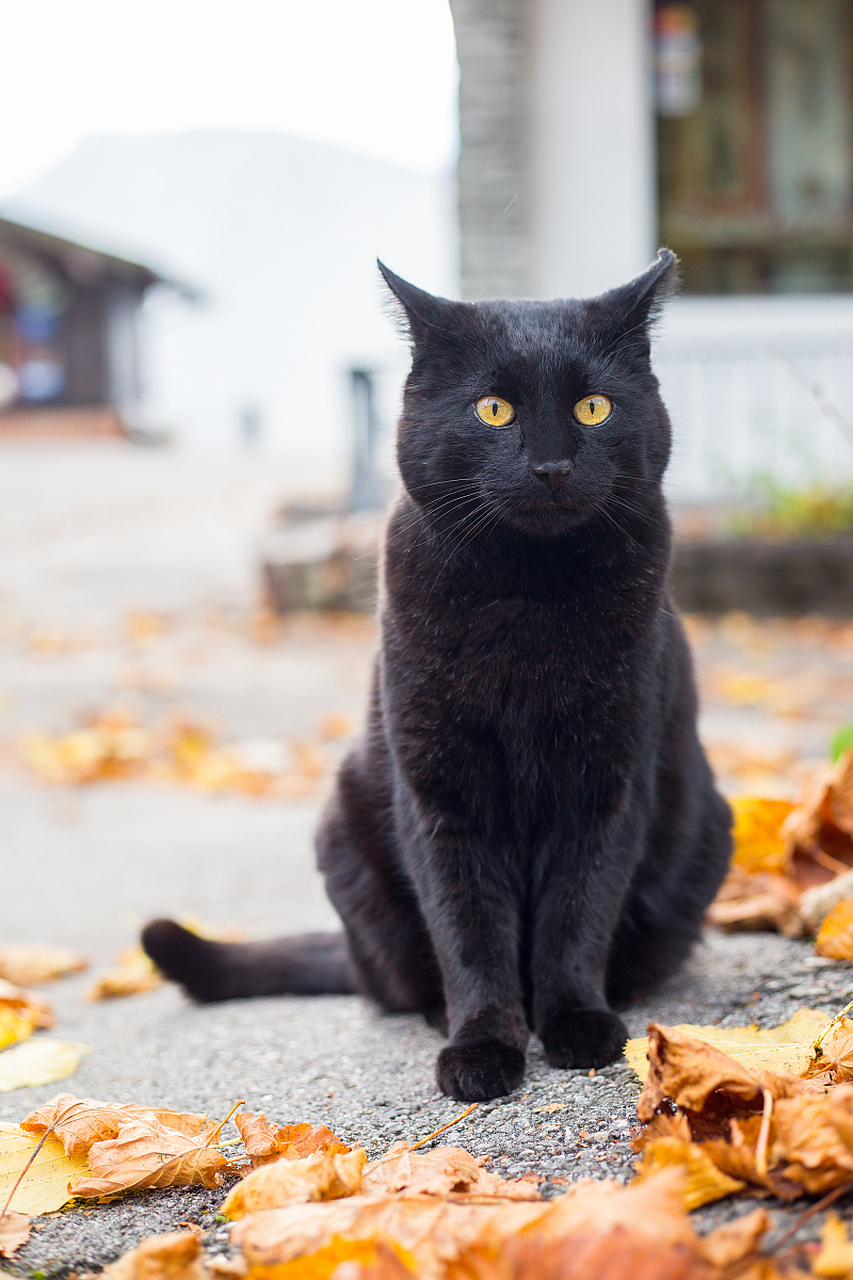 黑金渐层猫图片图片