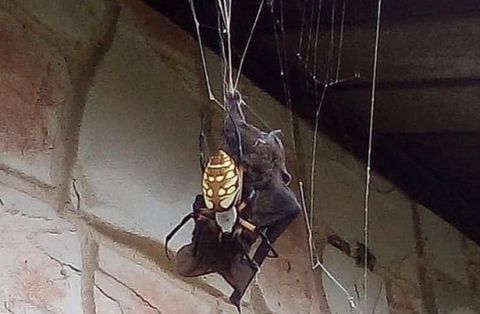 美国女子回到家 发现屋檐下一只巨型蜘蛛在捕食蝙蝠
