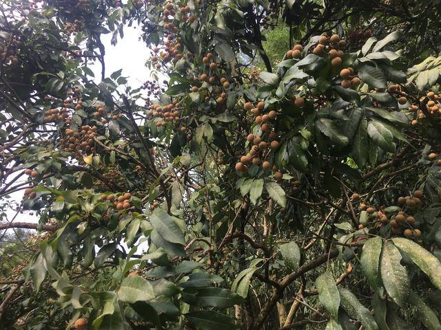 世界闻名广西平南县富硒龙眼特产,肉多核小,汁多肉甜,太美味了