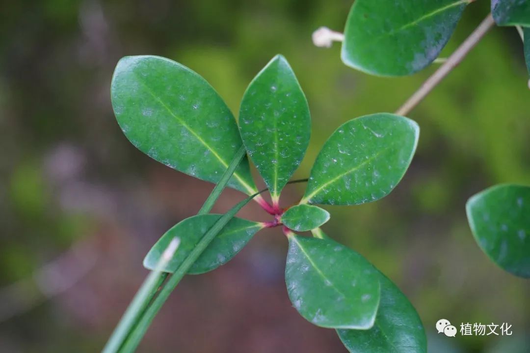 厚皮香,叶厚花香