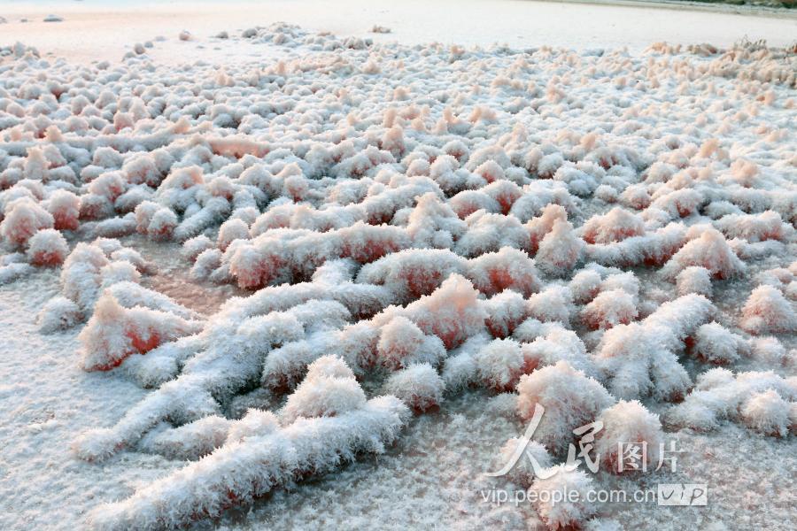 山西运城:盐湖绽放美丽"硝花"