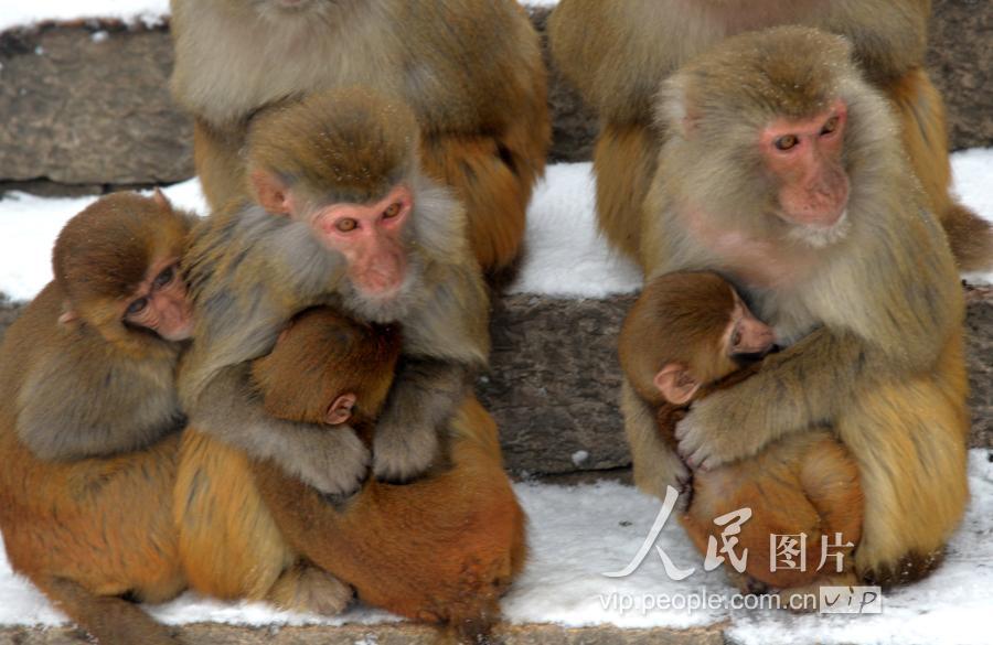 江苏连云港:花果山上猴子们雪中拥抱取暖