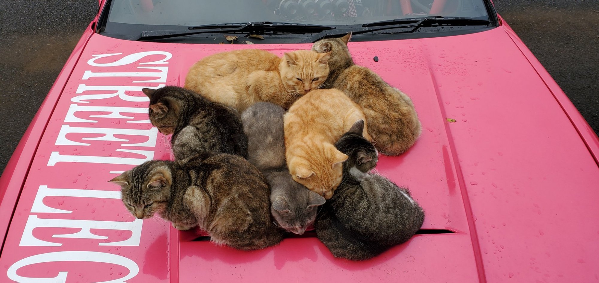 这辆车上"长"猫了,最多一次"长"出11只!