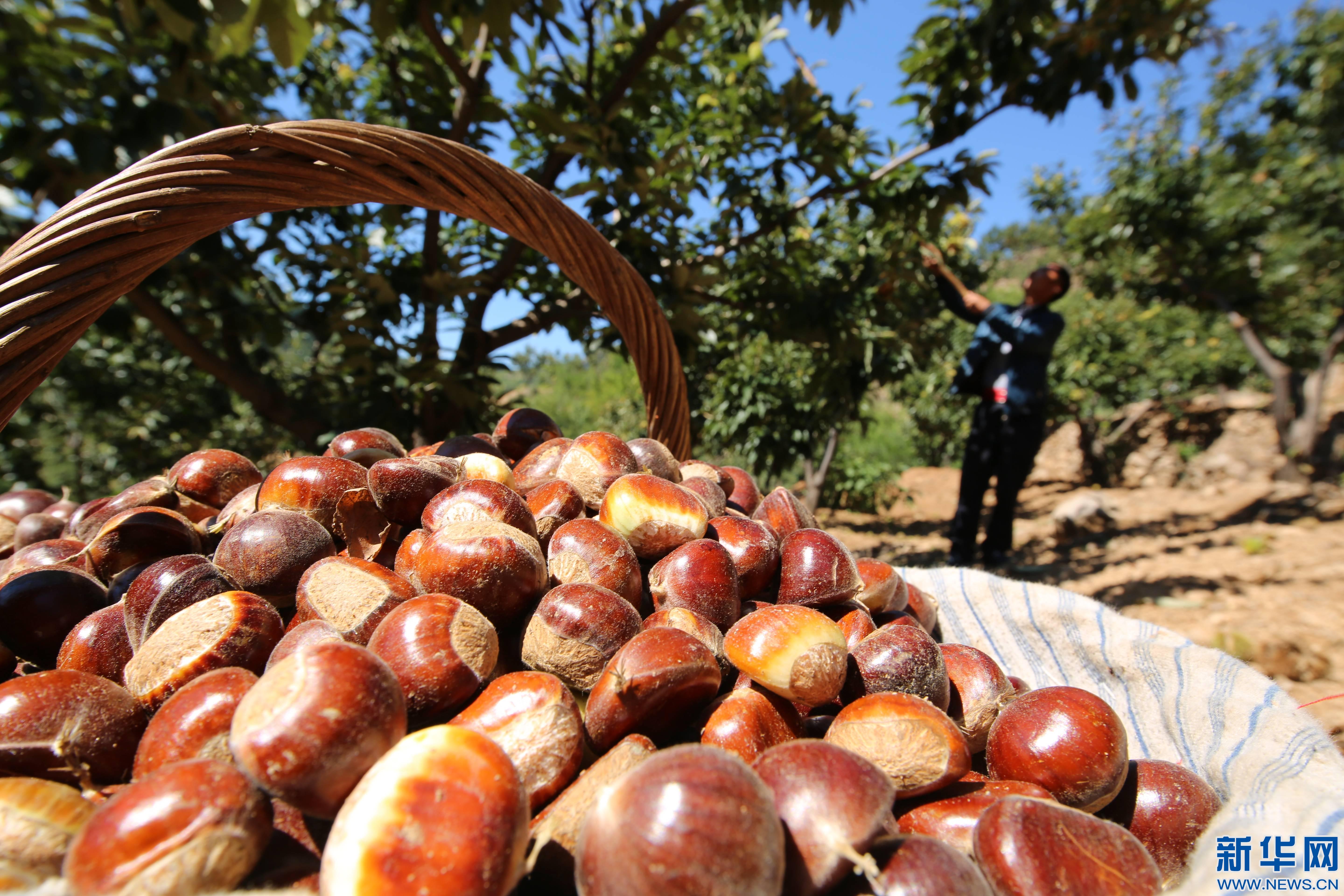 提高板栗产量的方法技巧,提高收入的时候到了!你还不来看看吗
