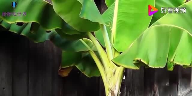 世界上最大的芭蕉树,高达25米,树干粗到一个成年人都没办法抱住