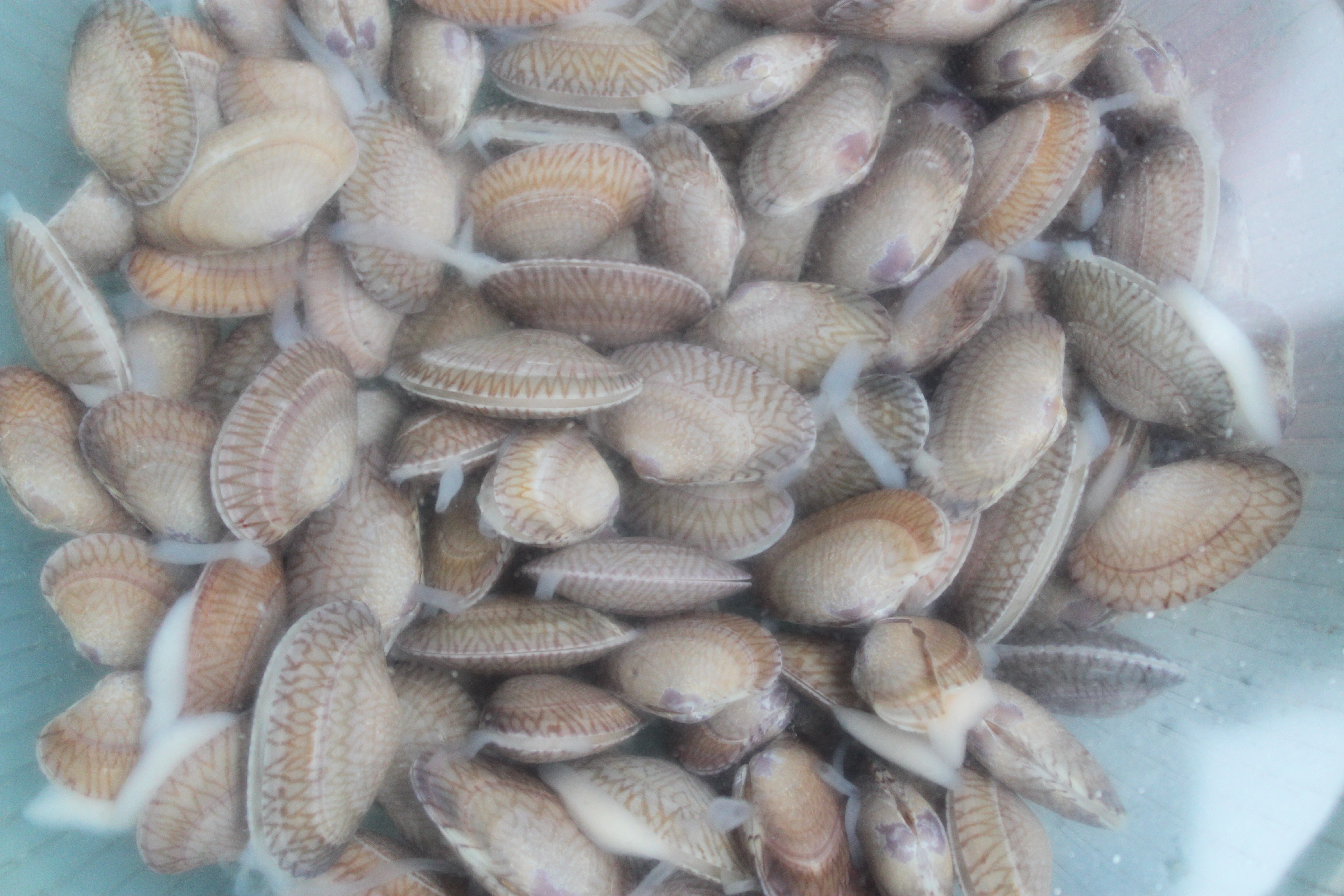 想让花甲吐沙,别只知道加盐加醋,试试这些方法,吐沙又快又干净