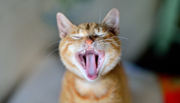 10条关于猫咪牙齿小知识,看看你知道多少