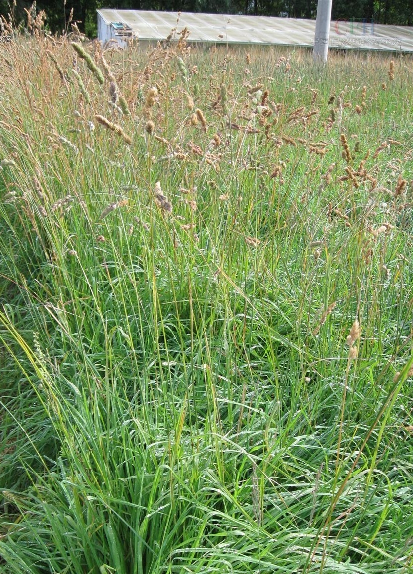 鸭茅草种植季节图片