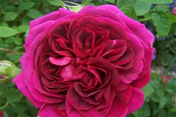 4月发文:月季黑影夫人,高冷冷艳,浓浓的老玫瑰香型,非常经典