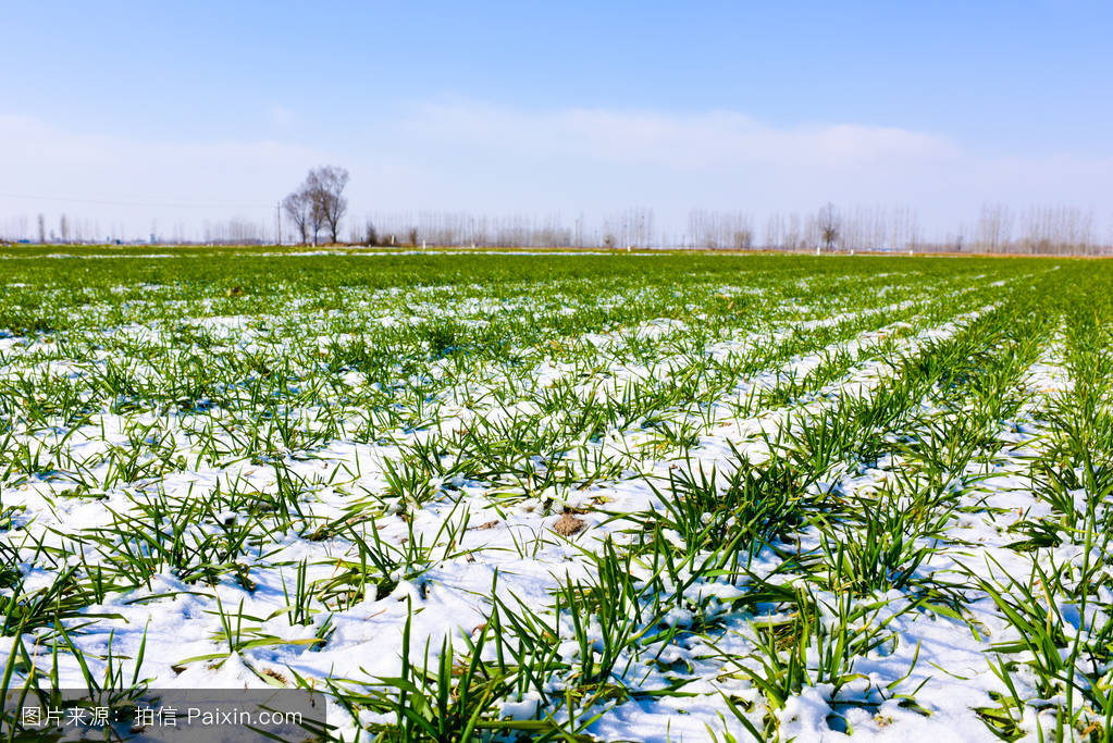 天气越来越冷,温室大棚这样增温简单有效又省钱