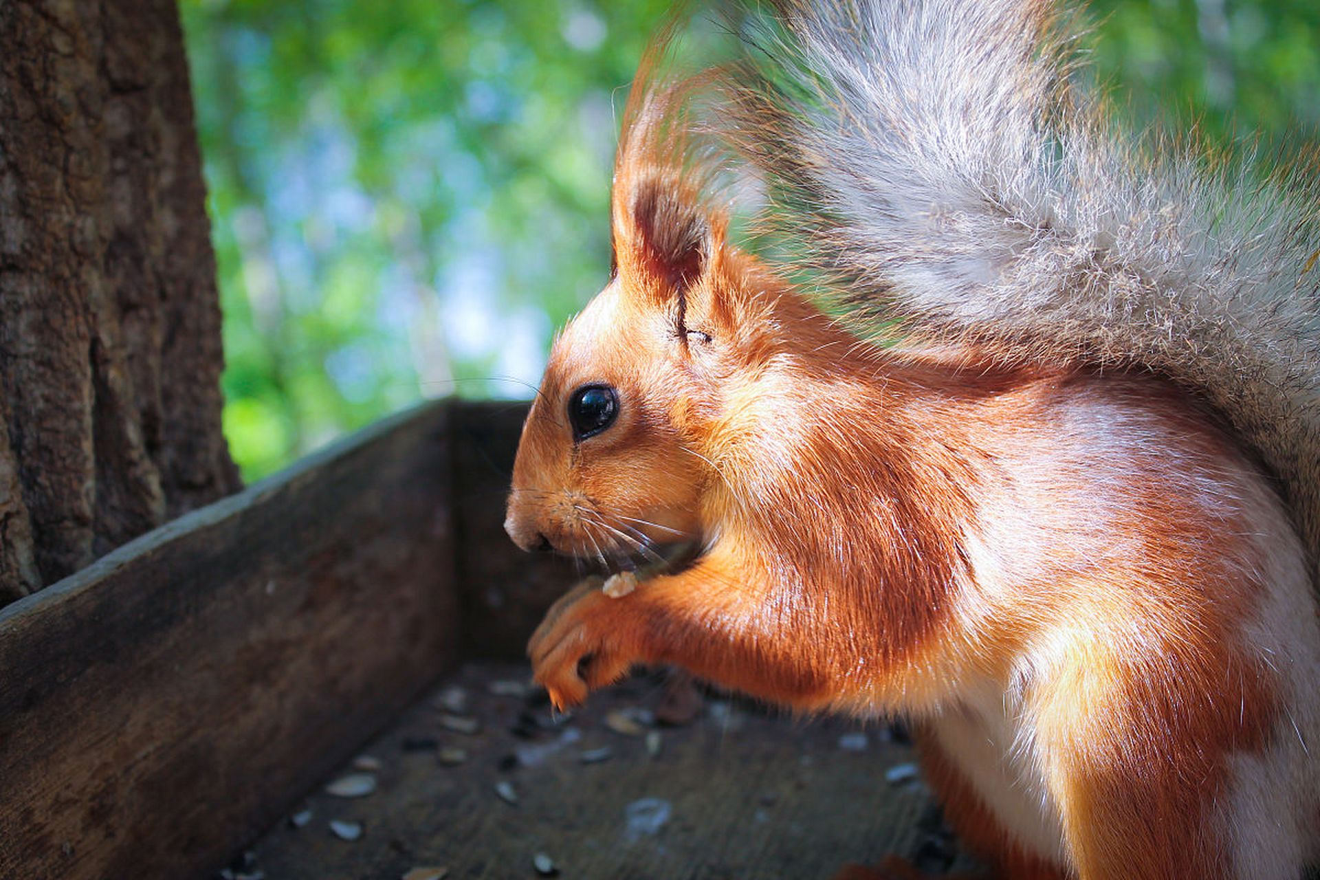 大眼飞鼠是一种夜行性,食肉性的飞鼠,拥有独特的生理结构和饮食习惯.