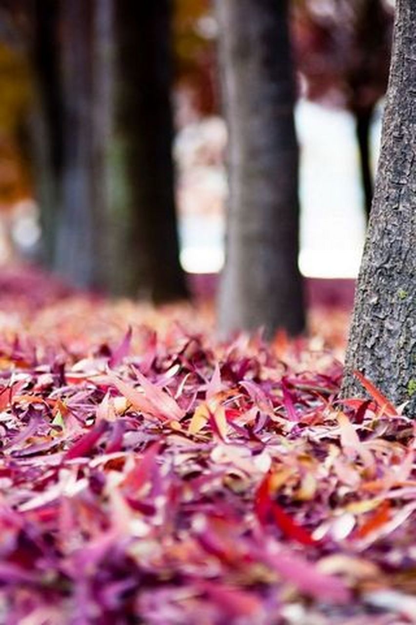 "在黑色的风吹起的日子,在看到霰雪鸟破空悲鸣的日子里,在你抬头低头