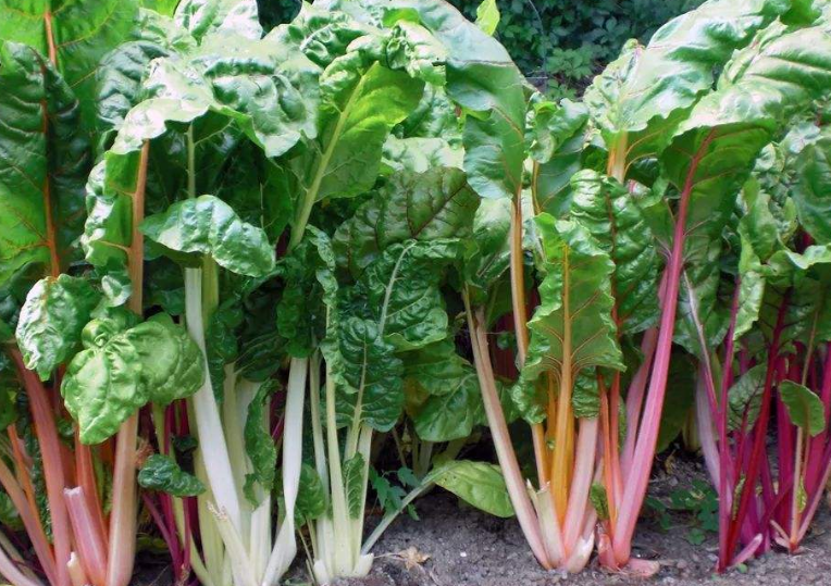 叶用甜菜本身带有一些淡淡的咸味,是上好的天然盐,在功效上面常吃具有