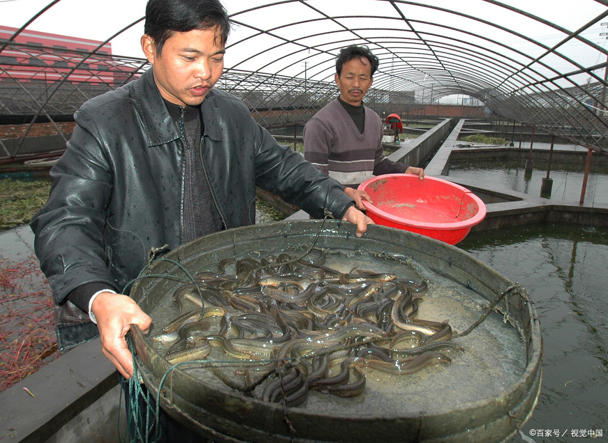 江鳅鱼养殖图片