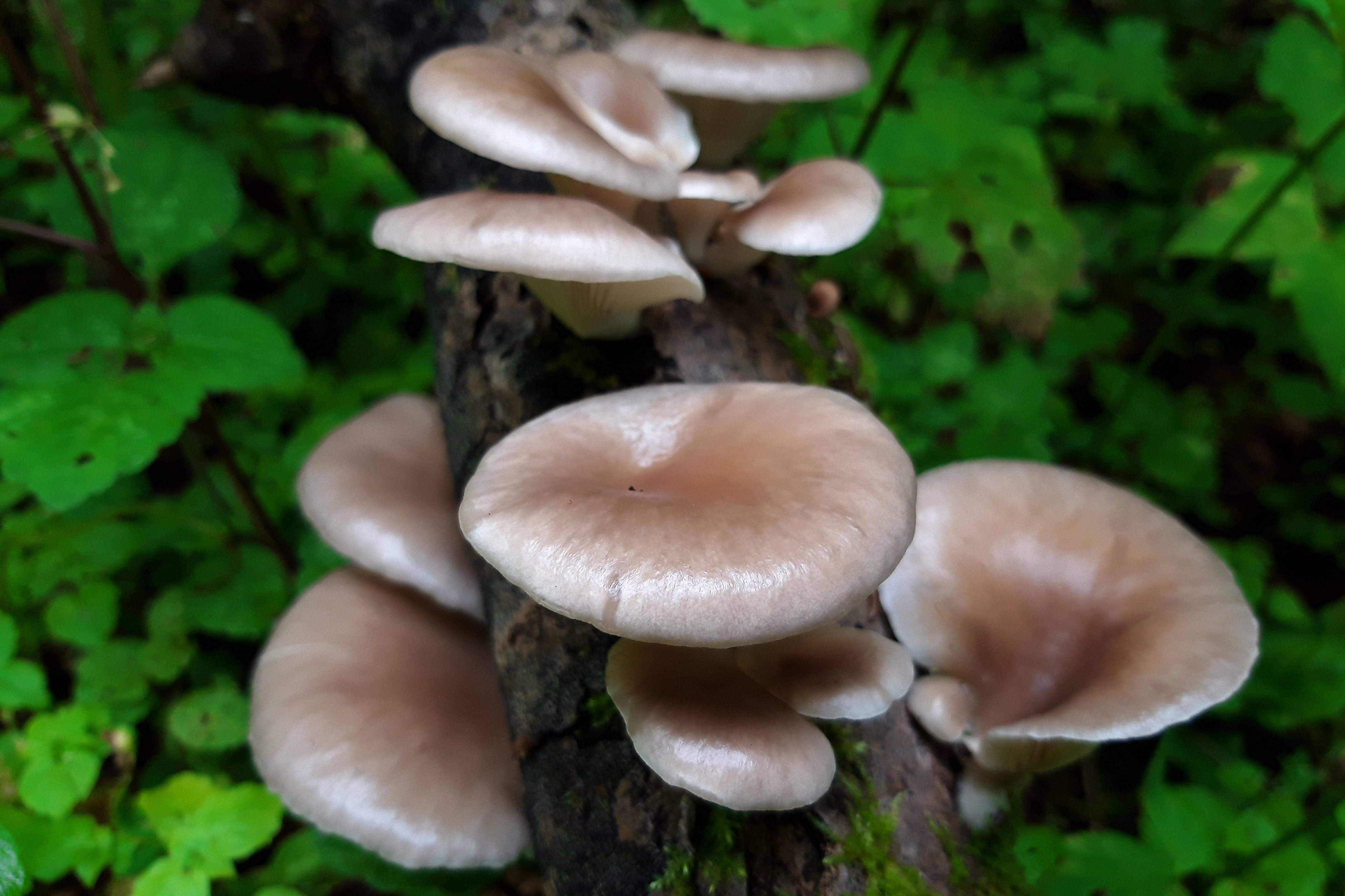 莫斯科州野生菌菇采摘季