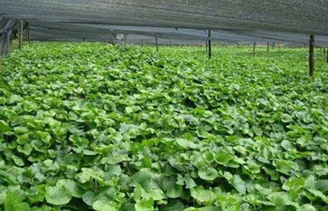 山葵种植:想要获得高产丰收,以下这7点要牢记,请收好