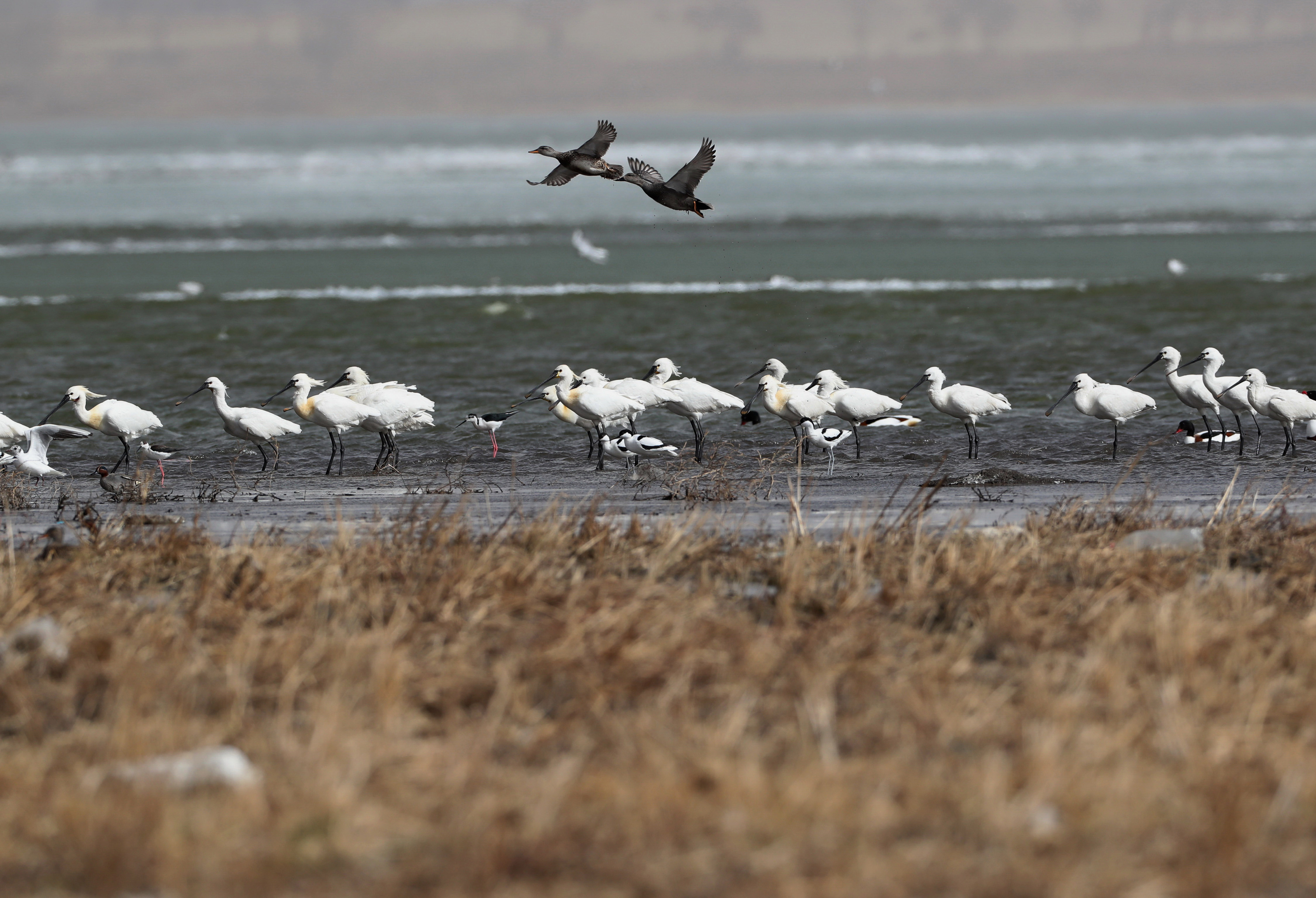 新华社照片,石家庄,2019年4月20日    候鸟飞临坝上报春来    4月19日
