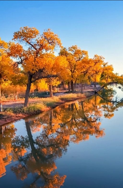 胡杨林手机壁纸图片