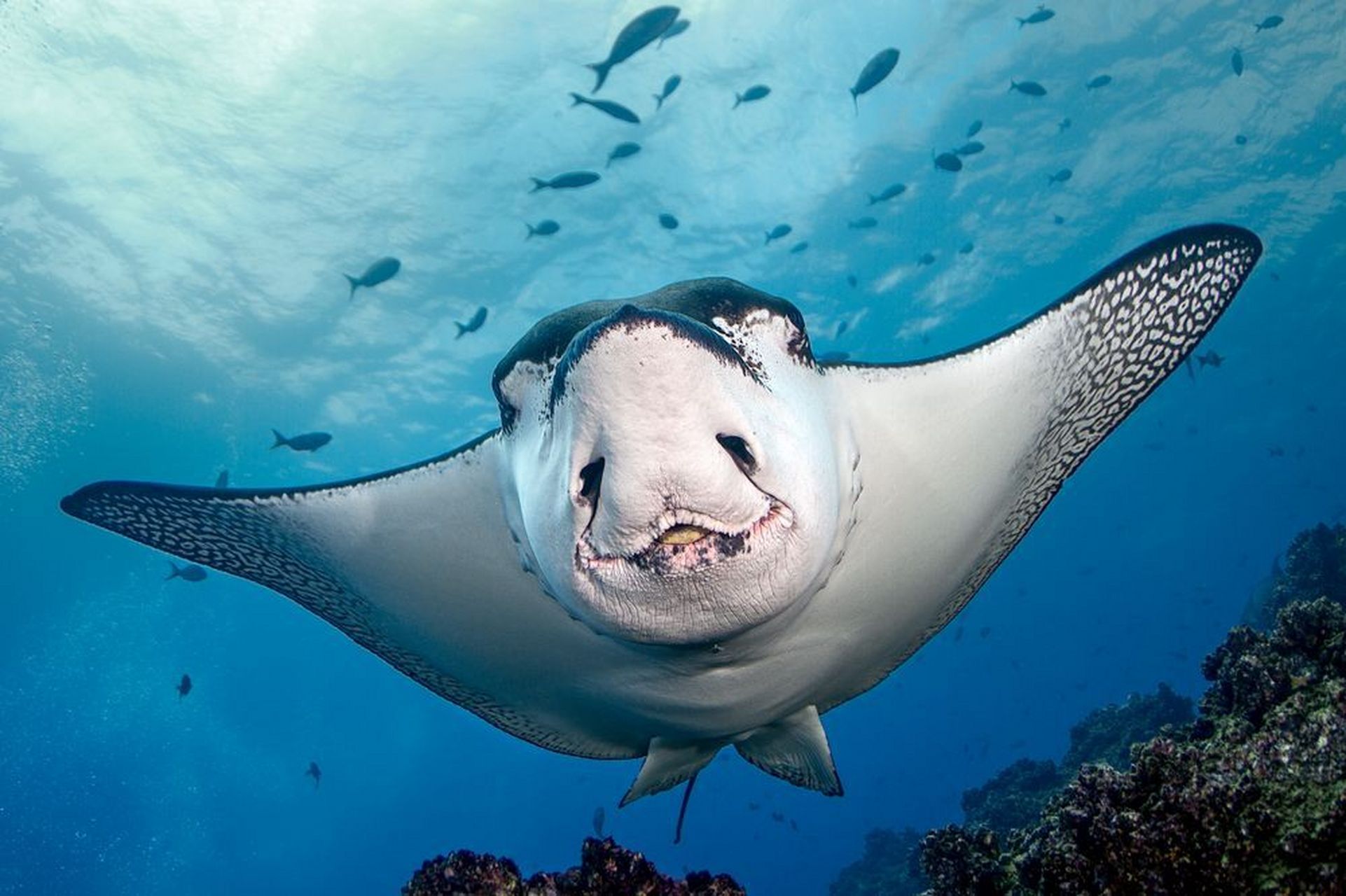 太平洋的纳氏鹞鲼(white-spotted eagle rays) 时常在加拉巴哥群岛