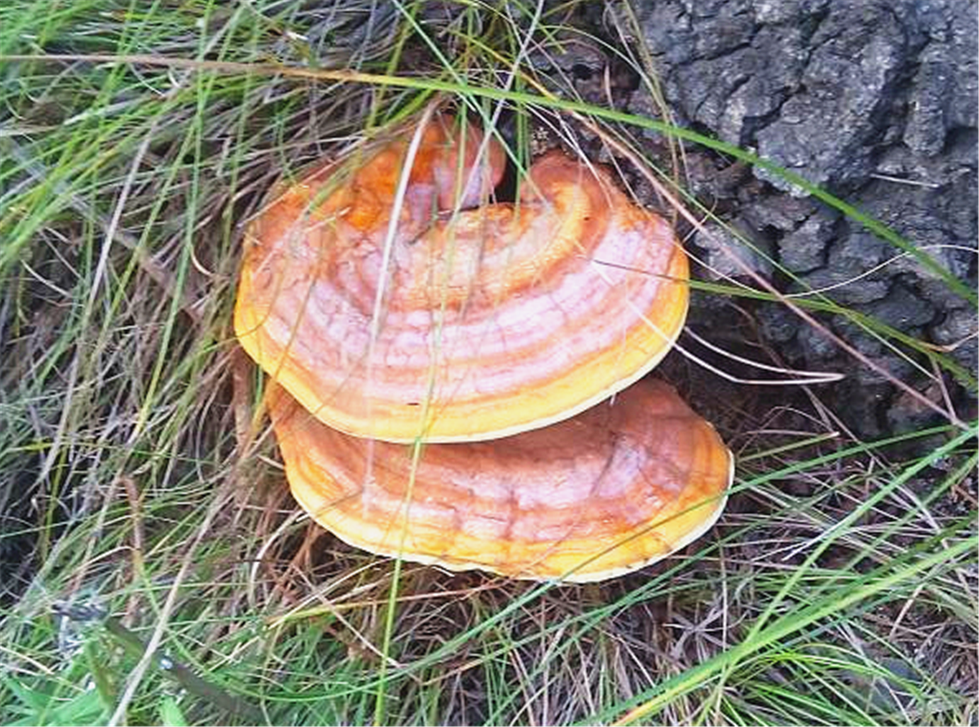 雪莲,主要分布在高海拔地区中国青海,甘肃,西藏一带比较多,喜欢长在