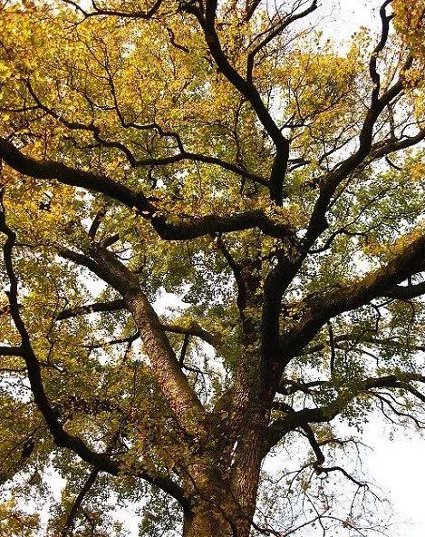 1400岁!赣州这棵古树入选"江西树王"