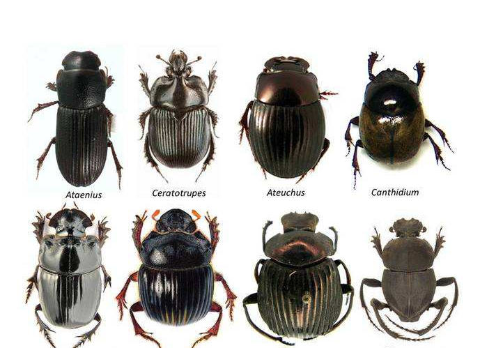 盗墓笔记中尸蟞原型是什么,《山海经》早已给出答案每个人都见过