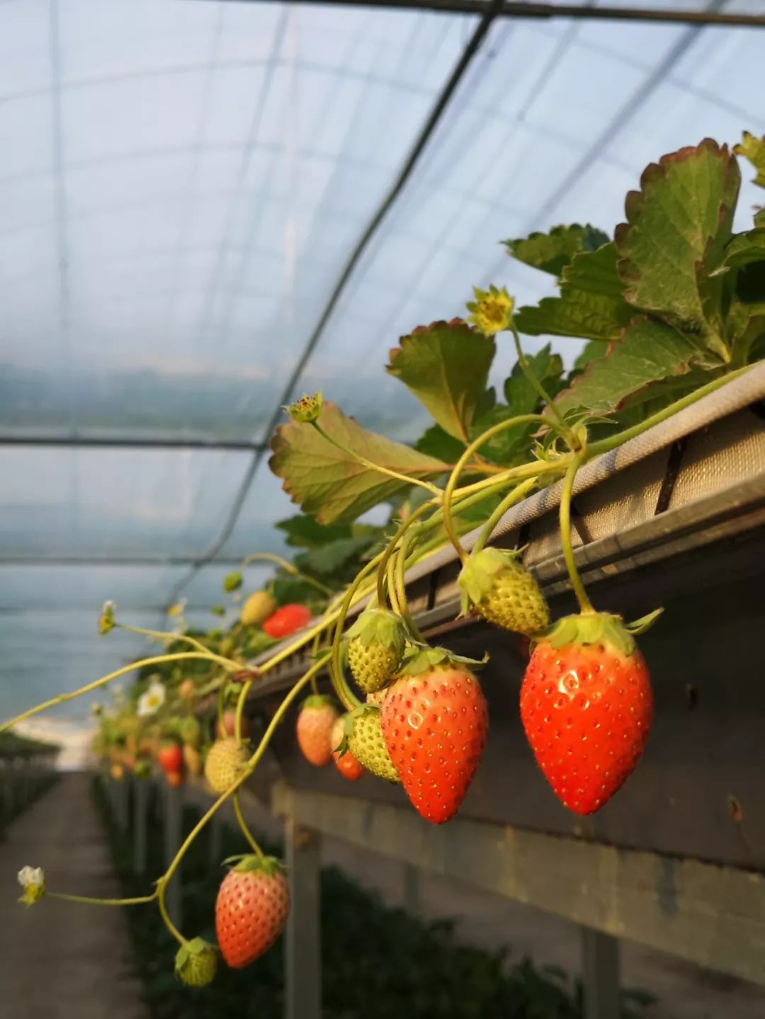 这里众多草莓园开始推广立体高架栽培,便于市民观光采摘