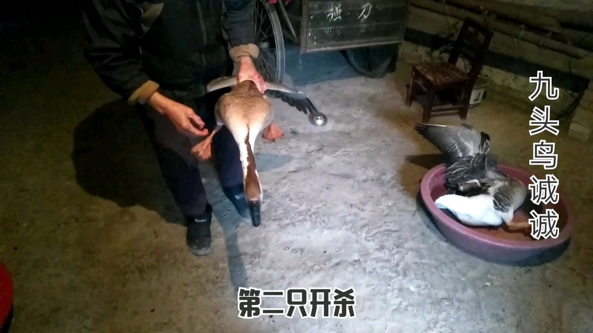 农村过年杀鹅一次杀4只,看着就过瘾,鹅脱完毛装满一大桶