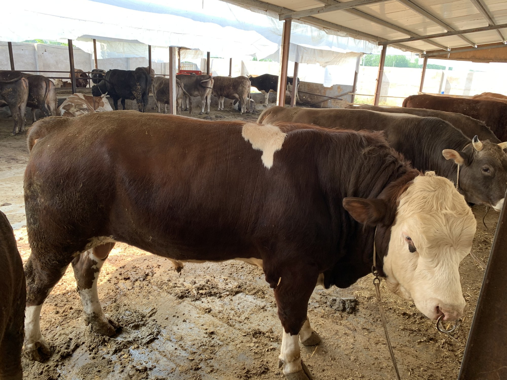 西门塔尔牛长势最快的阶段