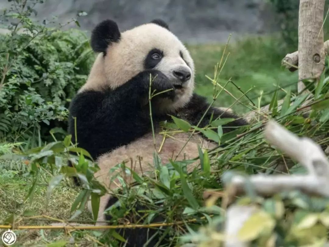 香港投喂野生动物罚款千元,澳门无动物园却有熊猫馆