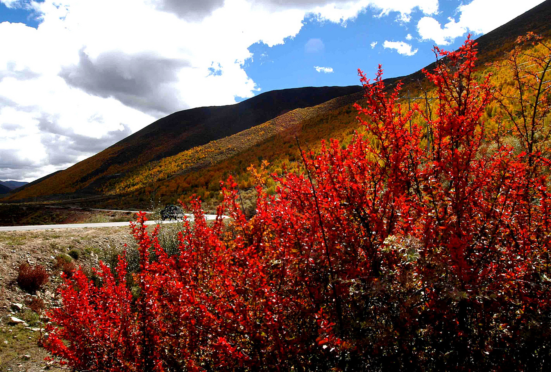 游人可以寻找隐藏在千红林中的山海经雕塑,伊卡萨之