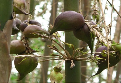 和其他果实不同,梨竹果并不是直接长在树干或枝条上,而是长在竹节上