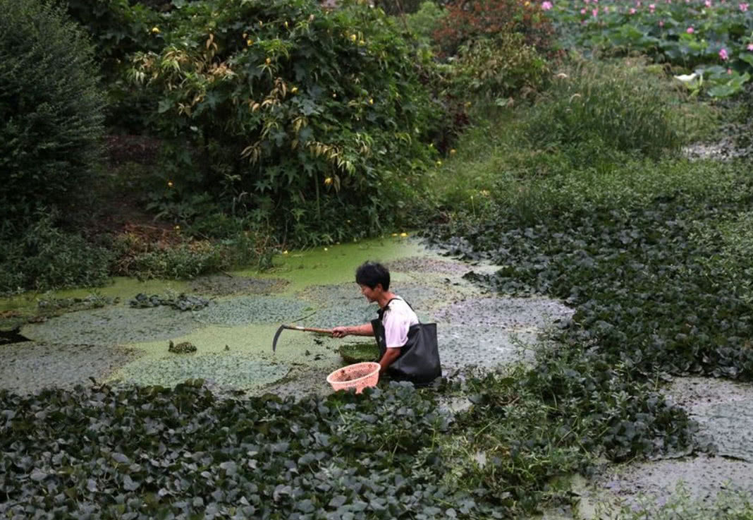 農村這種長得像雞頭的野果很多人不認識,藥用價值極高,你見過沒