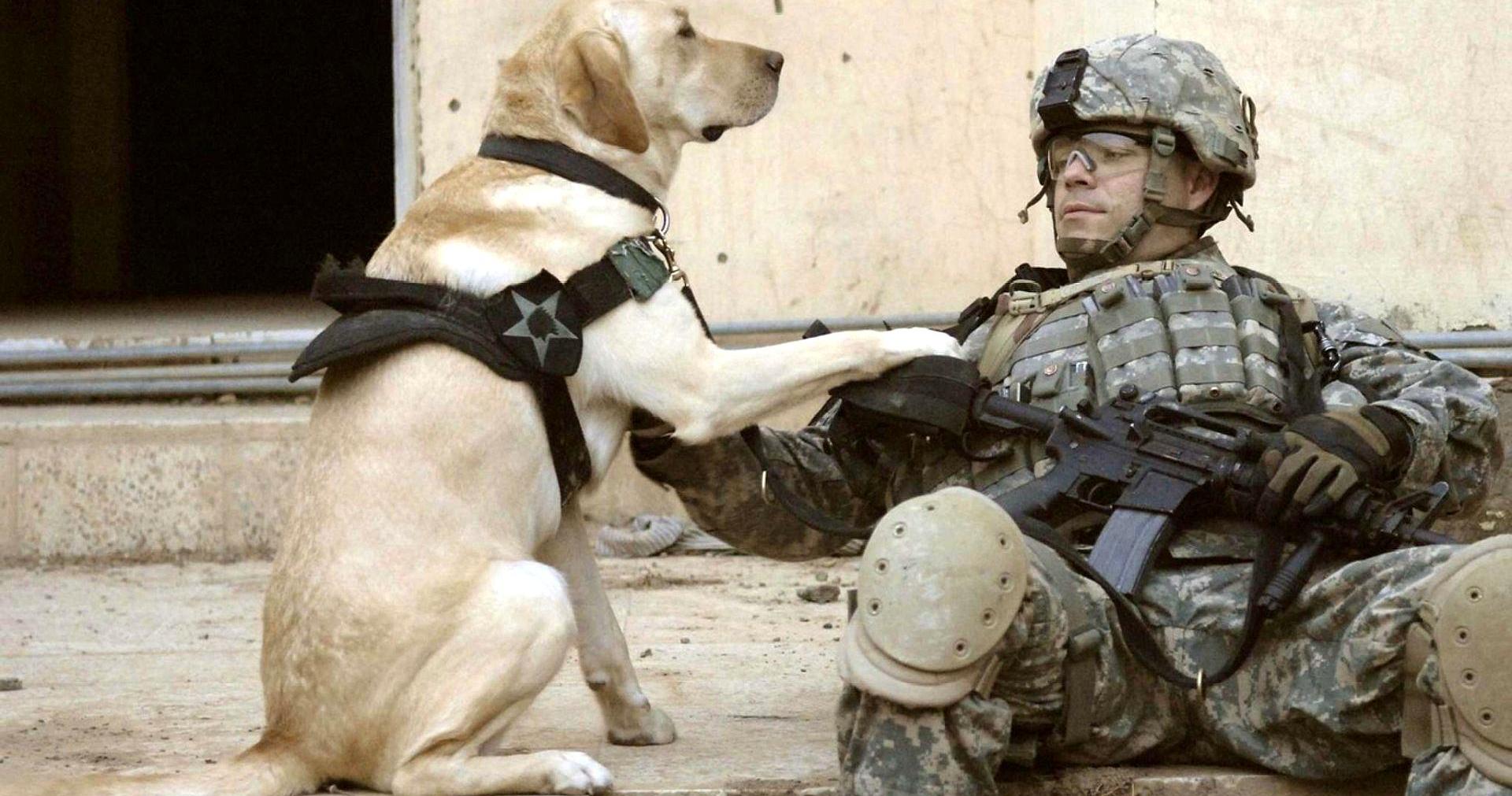 稳坐神坛的《狼牙兵王》被碾压,这本军事小说成黑马!