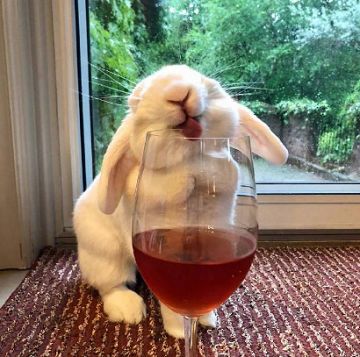女主人请小白兔喝红酒,兔子闻了一下就歪头:啊,醉了醉