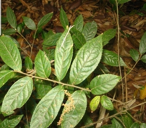 科普一下,了解长毛山矾的请举手