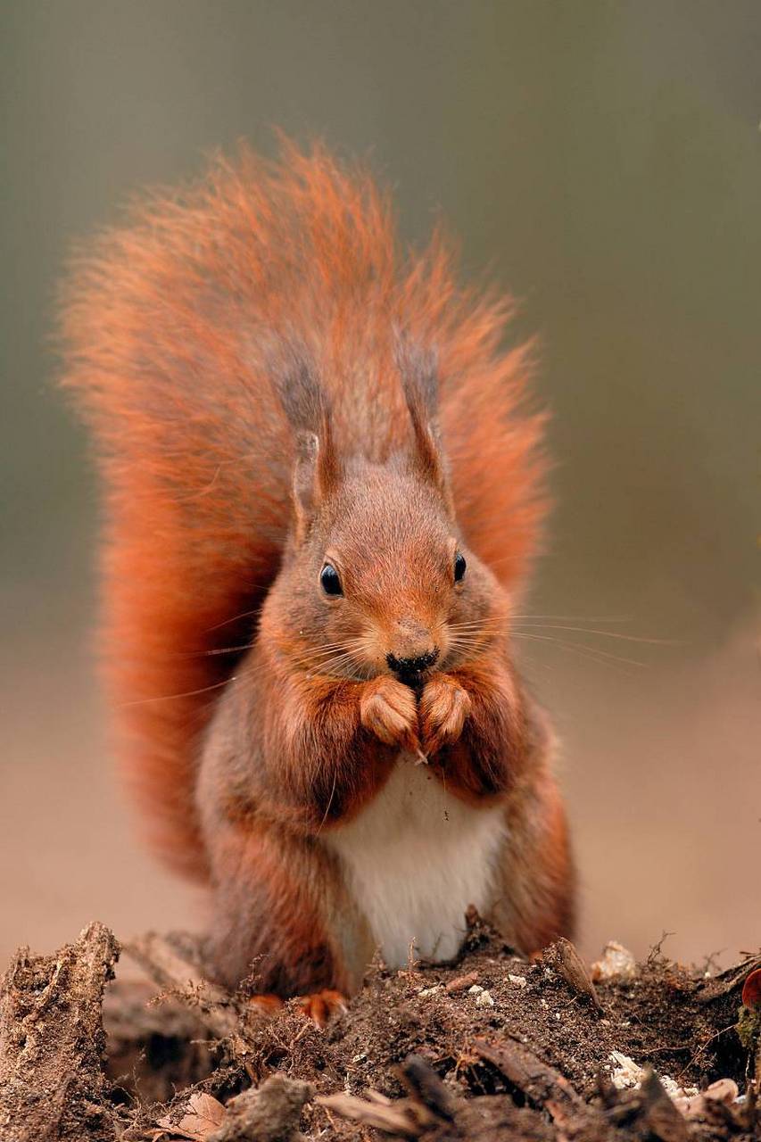 清晨一大早,小松鼠便出来觅食了,萌萌的样子可爱极了. #动物趣图