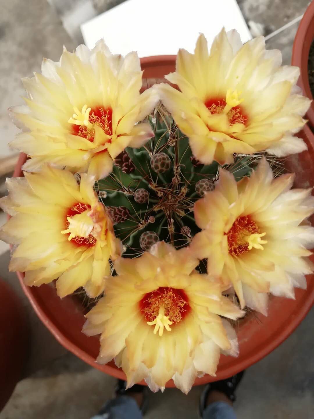 多肉植物当中开花能力最强的球,刷新了对多肉的认知,特吟诗一首