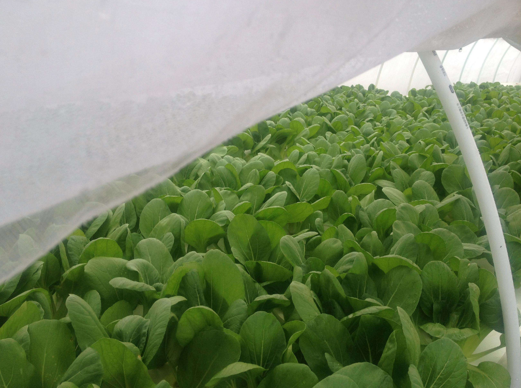 在大棚中种植小白菜,掌握关键技术很重要