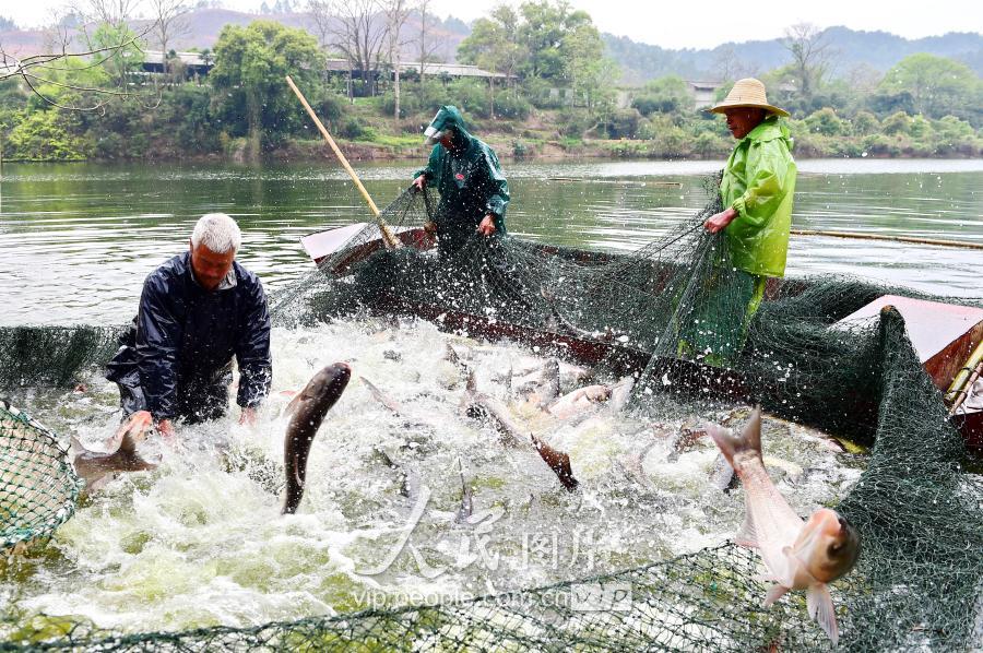 江西會昌:生態漁場魚豐收