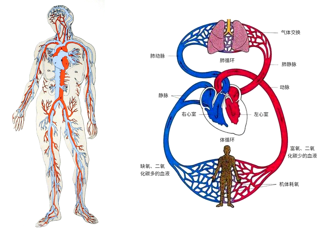 水在人体内的循环过程图片