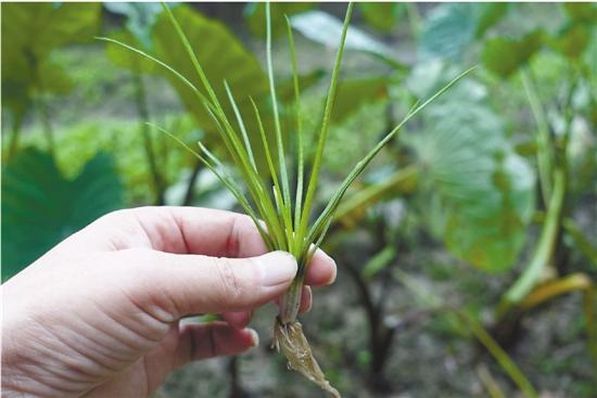 这野菜长得像韭菜,被称为"植物界大熊猫"可千万不能割,违法!