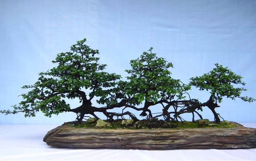 是由多株树干组合而成的统一而富有变化的整体,制作金弹子丛林式盆景